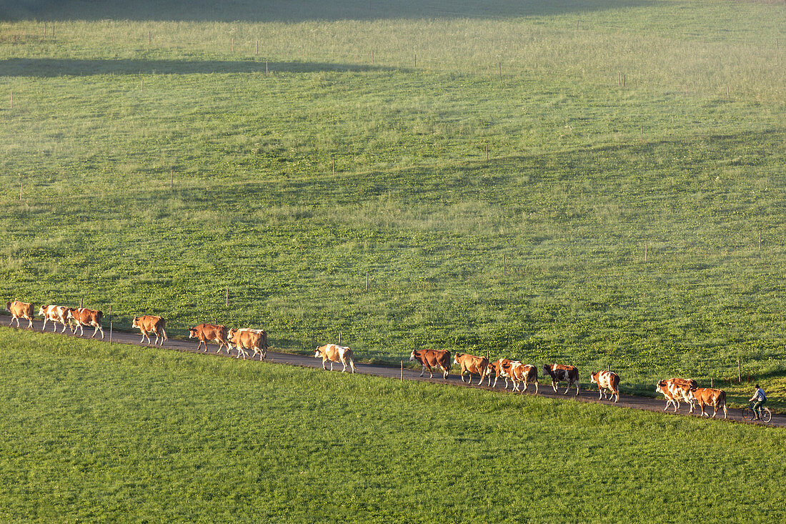 Kühe auf einem Weg bei Großweil, Oberbayern, Bayern,  Deutschland