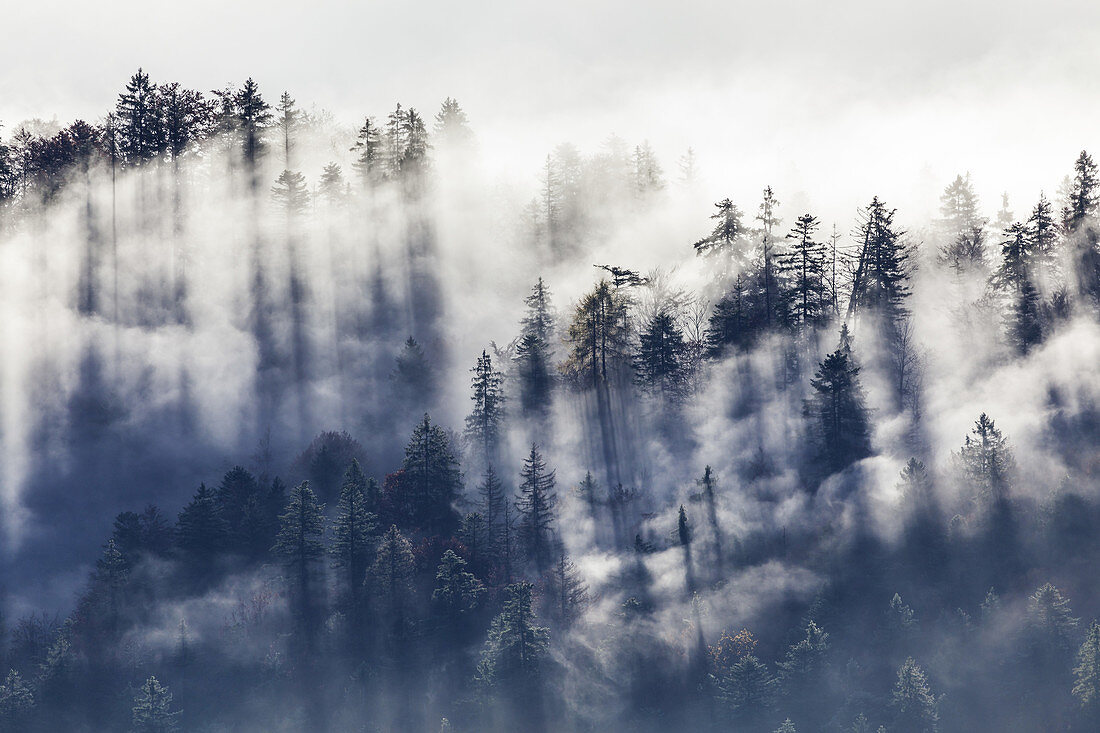 Nebelschwaden im Bergwald an der Hochalm auf dem Schergenwieser Berg, Oberbayern, Bayern, Deutschland