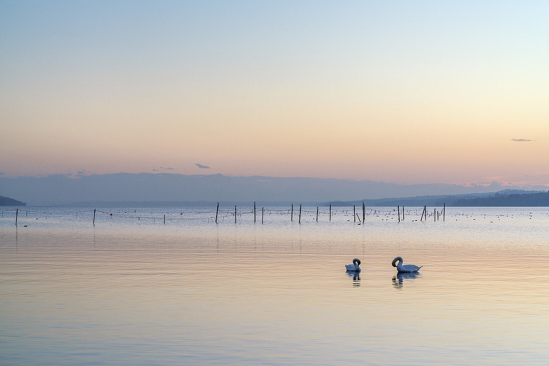 Ponds in Lake Starnberg, Starnberg, Fünfseenland, Upper Bavaria, Bavaria, Germany