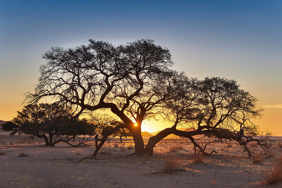 Camelthorn acacia in the evening light, Tiras mountains on the edge of the Namib desert, Namibia