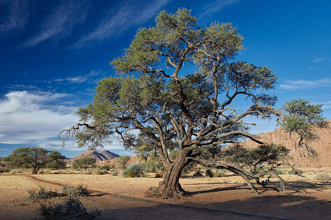Camelthorn acacia in the Tiras Mountains on the edge of the Namib Desert, Namibia
