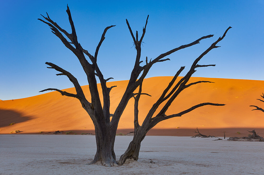 Abgestorbene Bäume im Kontrast der Dünen im Dead Vlei im Sossusvlei Gebiet, Namib Naukluft Park, Namibia