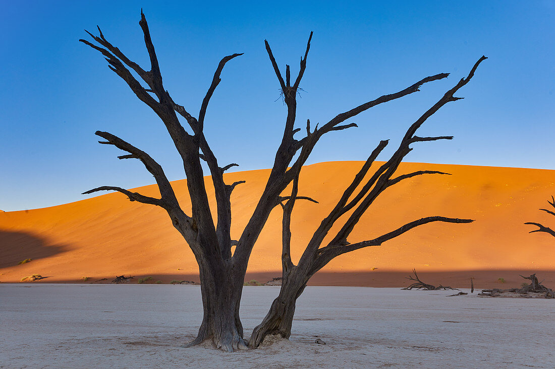 Dead trees in the contrast of the dunes in Dead Vlei in the Sossusvlei area, Namib Naukluft Park, Namibia