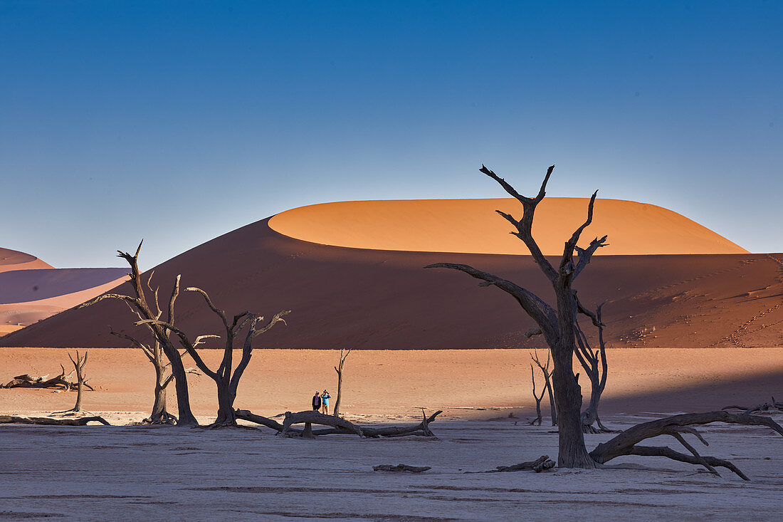 Dead trees in the contrast of the dunes in Dead Vlei in the Sossusvlei area, Namib Naukluft Park, Namibia