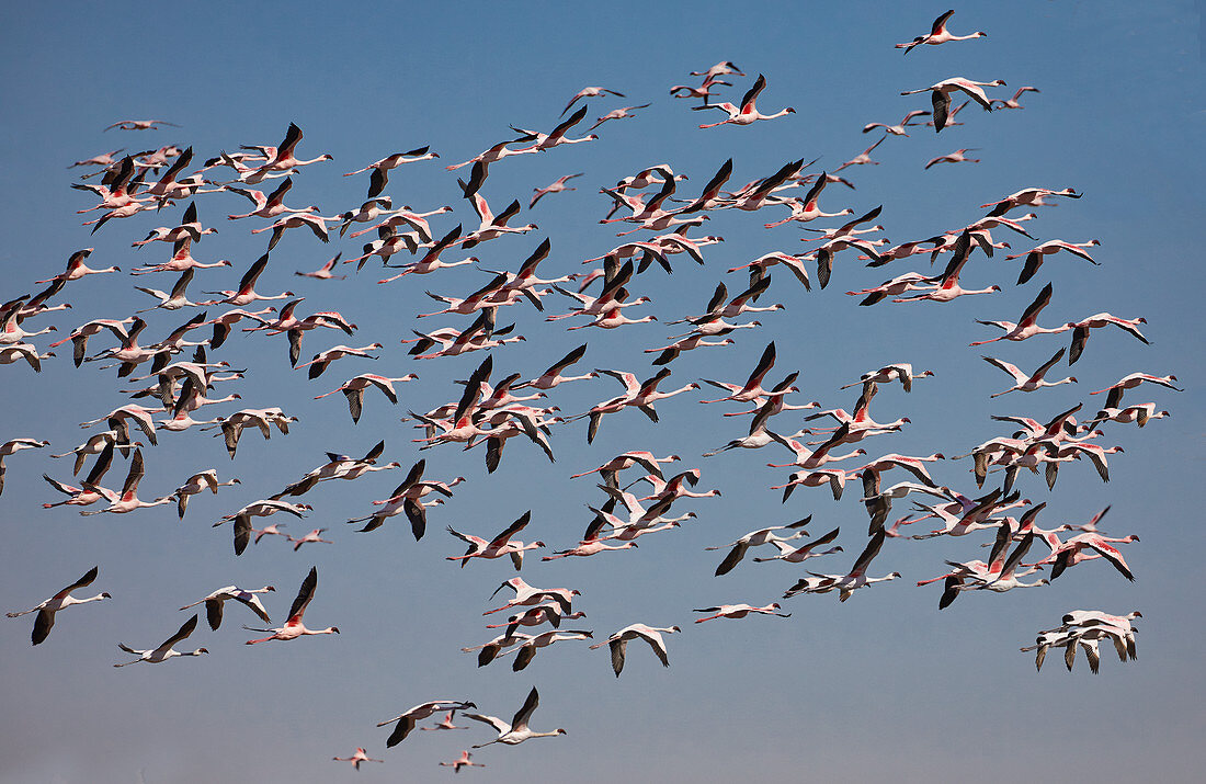 Rosa Flamingos in der Walvis Bay Lagune südlich Swakopmund, Namibia