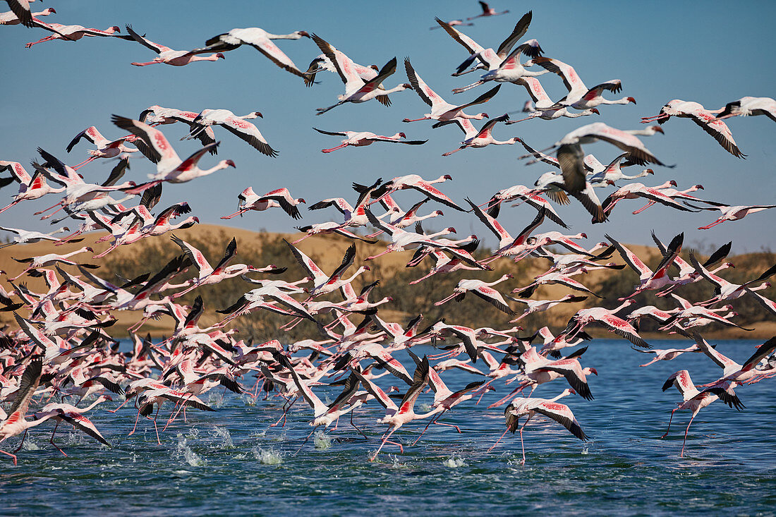 Pink flamingos in the Walvis Bay lagoon south of Swakopmund, Namibia