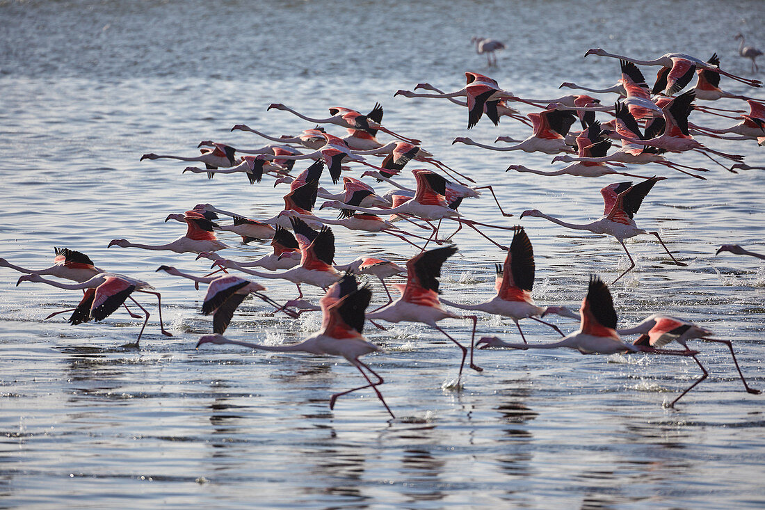 Pink flamingos in the Walvis Bay lagoon south of Swakopmund, Namibia