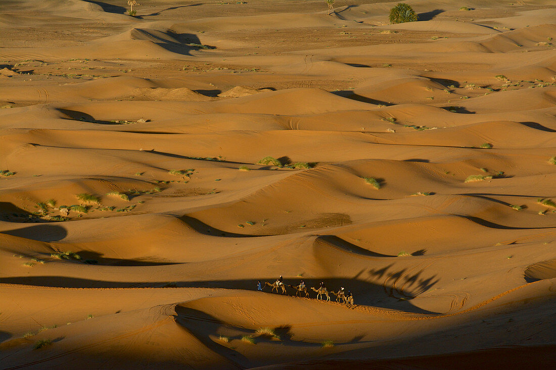 Kleine Kamelkarawane mit Touristen am frühen Morgen im Dünengebiet Erg Chebbi, Tafilalet, Marokko