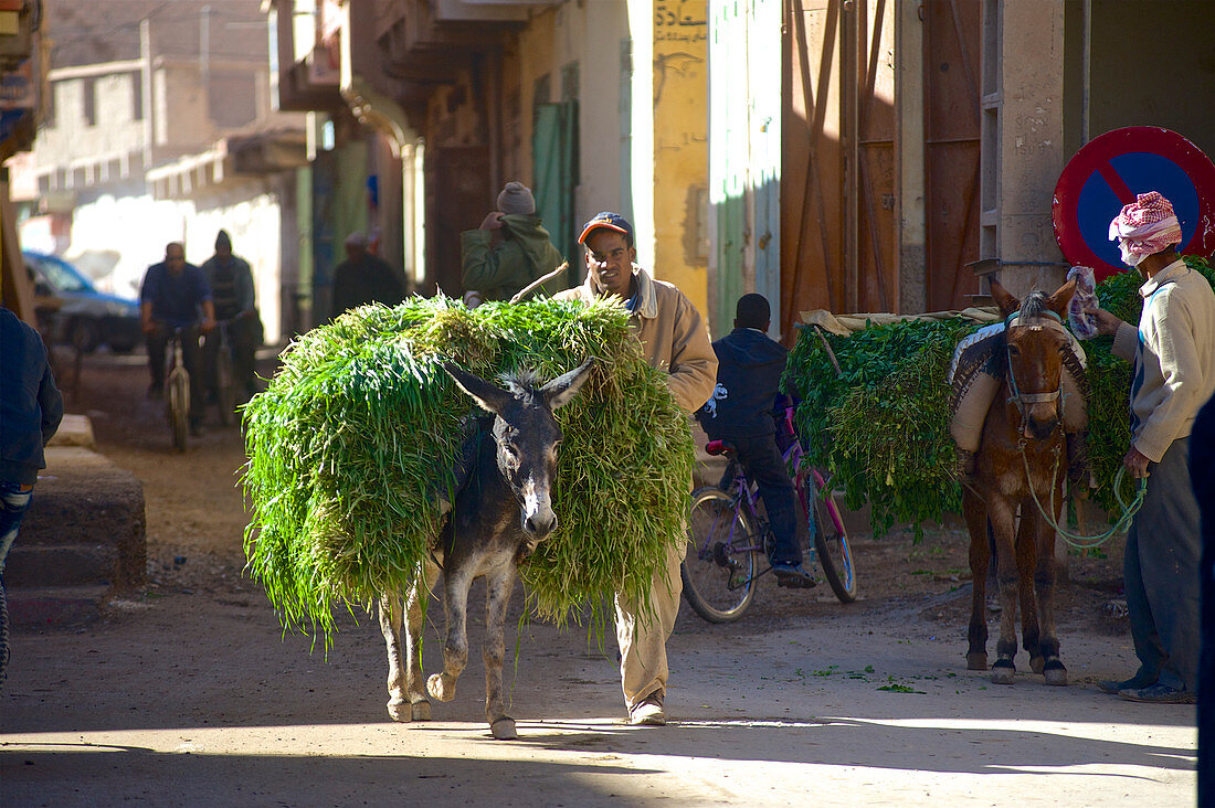 Mit frischem, grünen Gras beladener Esel auf der Strasse am Markt in Rissani, Tafilalet, Marokko