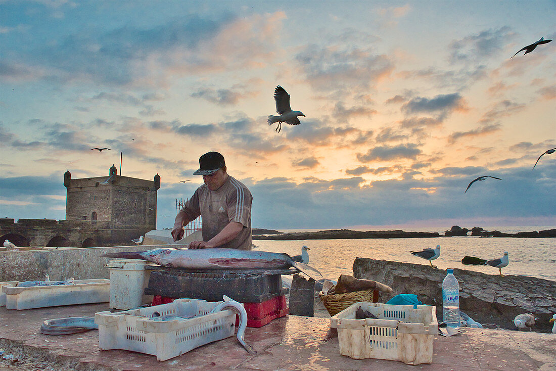 Fischer zerlegt Fische vor Festungsturm im Hafen von Essaouira, nach Sonnenuntergang im Abendlicht; Atlantikküste, Marokko