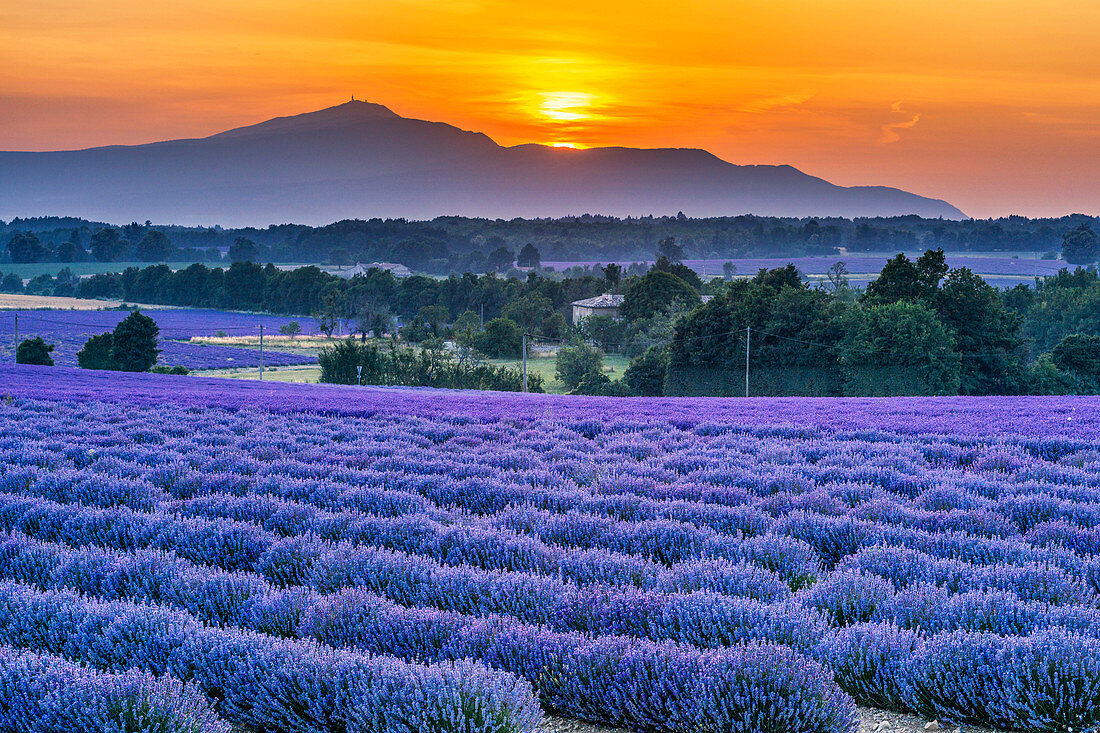 Lavendelfeld bei Sault, Mount Ventoux, Frankreich