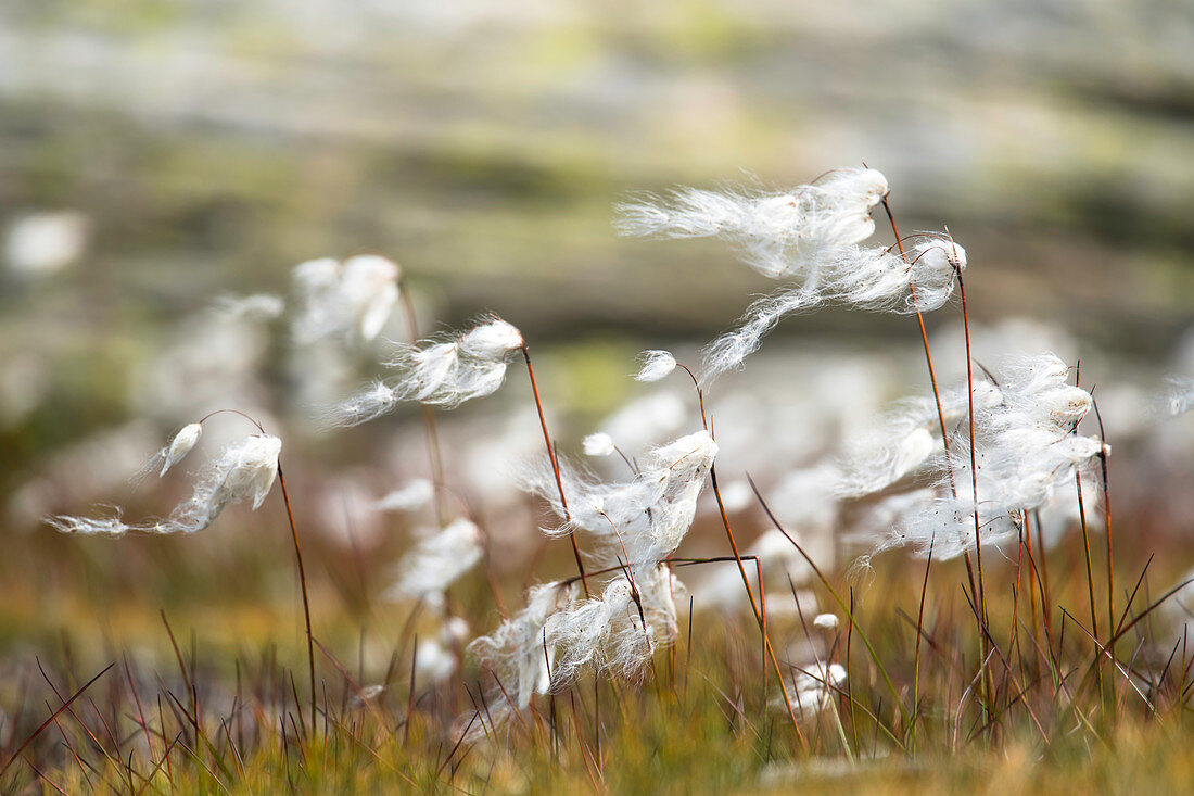 Wollgras wiegt sich im Wind, Schweizer Alpen