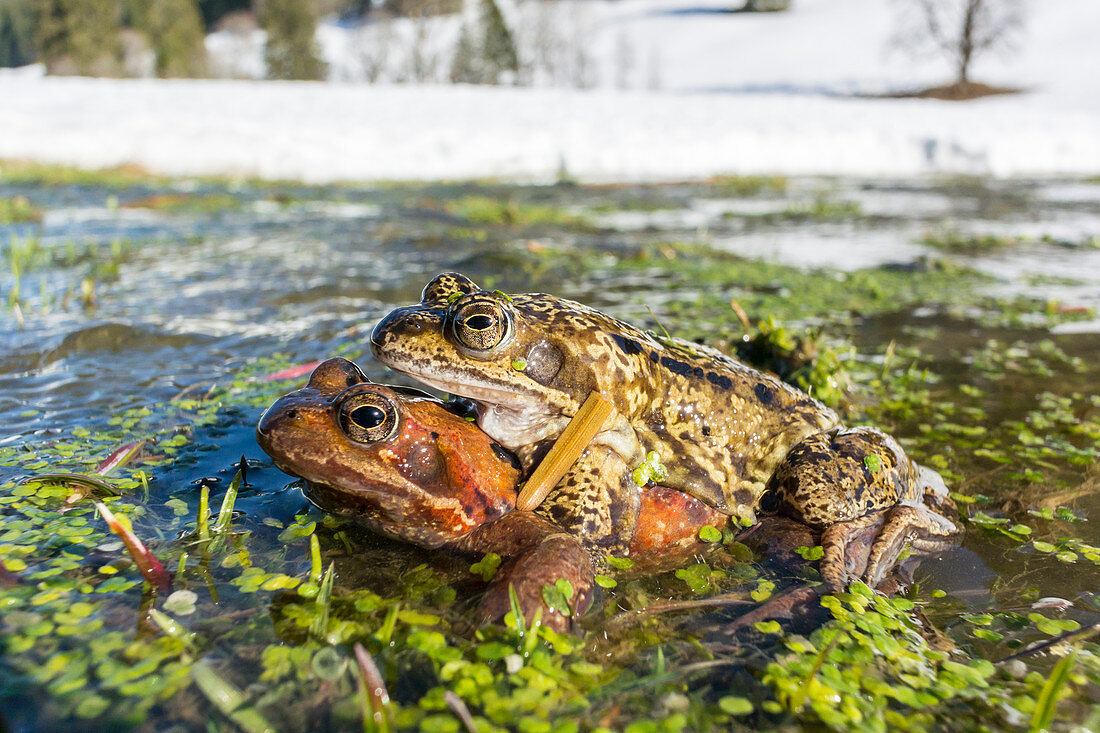 Toads migrate across the snow in Oberallgäu to their spawning grounds on flooded meadows