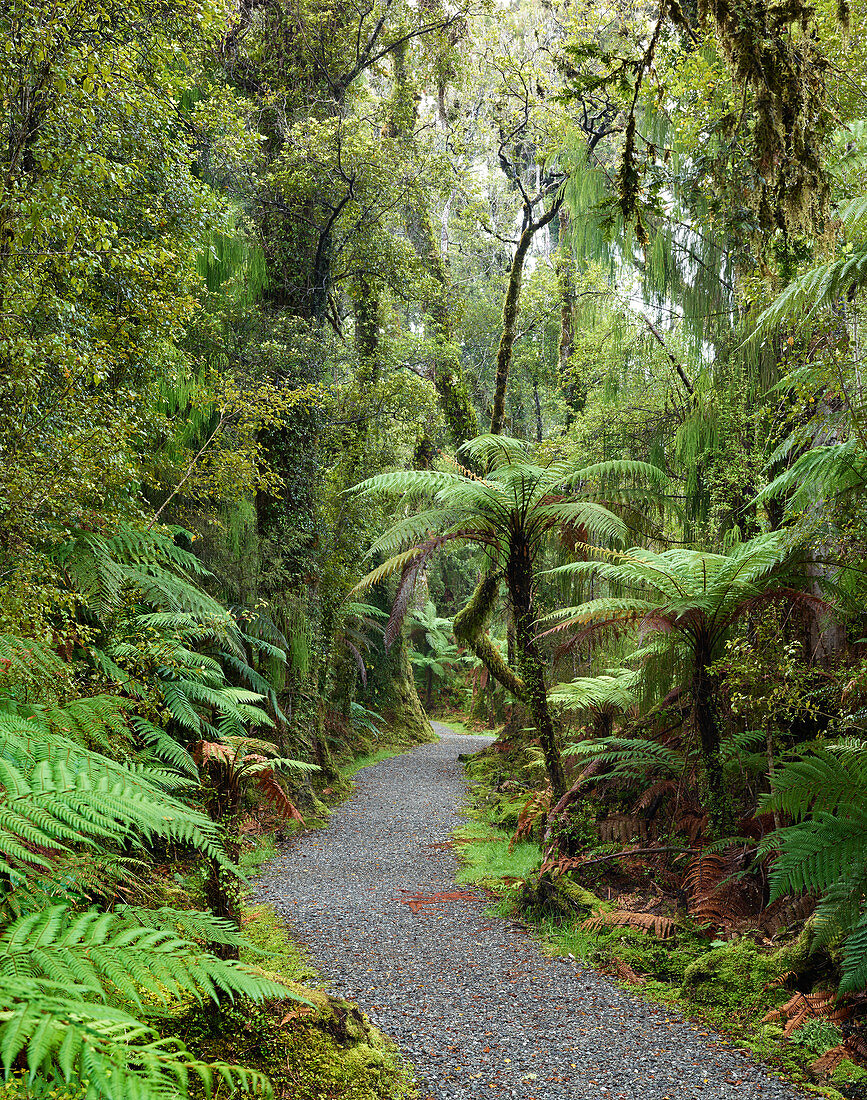Rainforest at Ship Creek, West Coast, South Island, New Zealand, Oceania