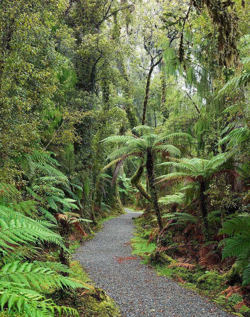 Regenwald bei Ship Creek, West Coast, Südinsel, Neuseeland, Ozeanien