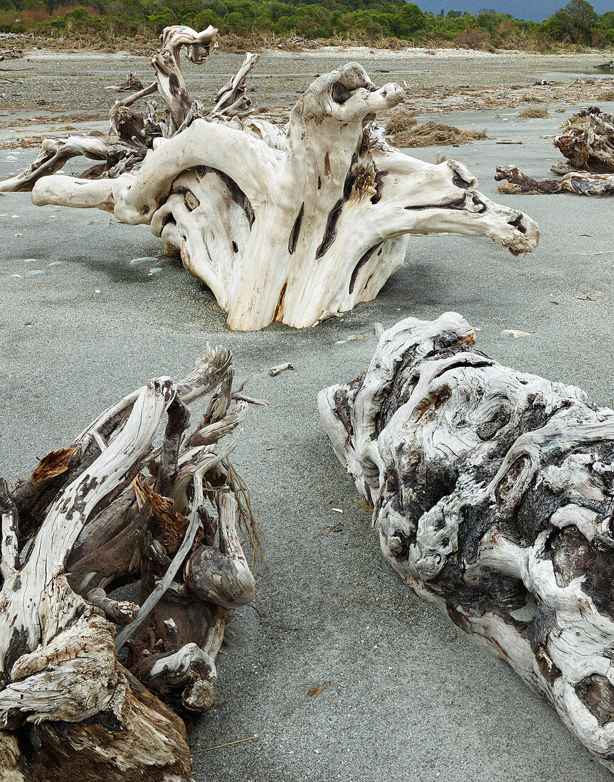 Driftwood at Maori Beach, Bruce Bay, West Coast, South Island, New Zealand, Oceania