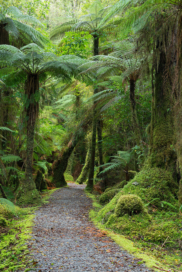 Weg durch den Regenwald nahe Fox Glacier, Westland Nationalpark, Südinsel, Neuseeland, Ozeanien