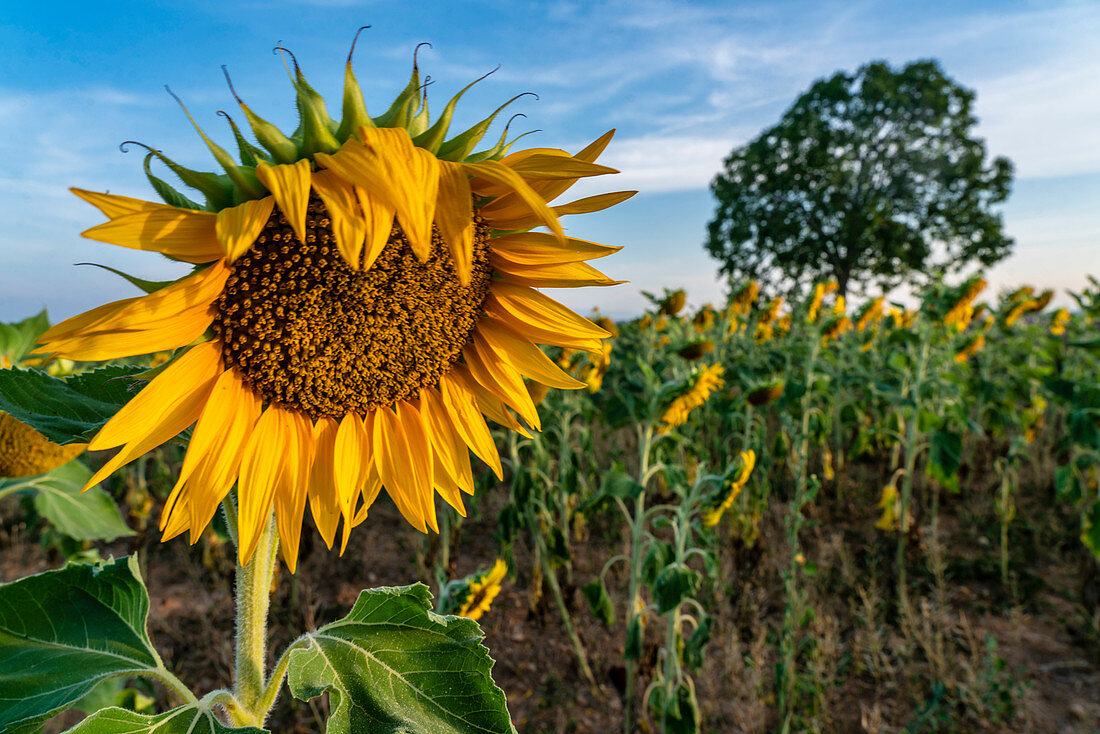 Sunflowers on the plateau of Valensole, Plateau de Valensole, Provence, France