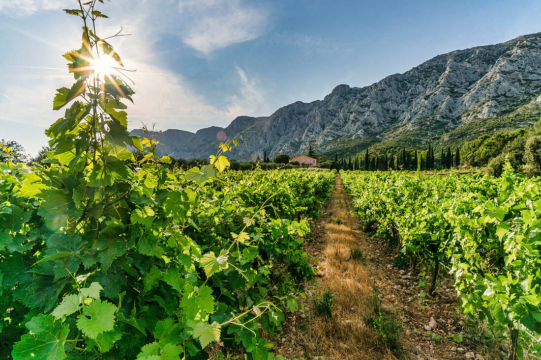 Vineyard on Route Cezanne, Domaine de Saint Ser, Montagne Sainte-Victoire, Provence, Bouches-du-Rhône, France