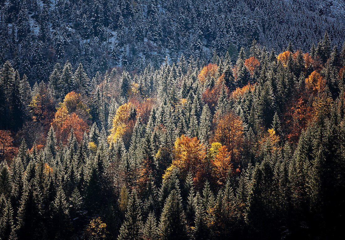 Coniferous forest with deciduous trees in autumn colors in between, Hinterriss, Tyrol, Austria