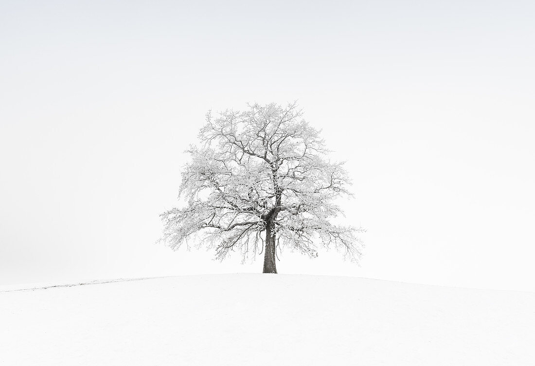 Allein stehender Baum im Winter bei Nebel, Schnee und Frost, Münsing, Voralpenland, Bayern, Deutschland