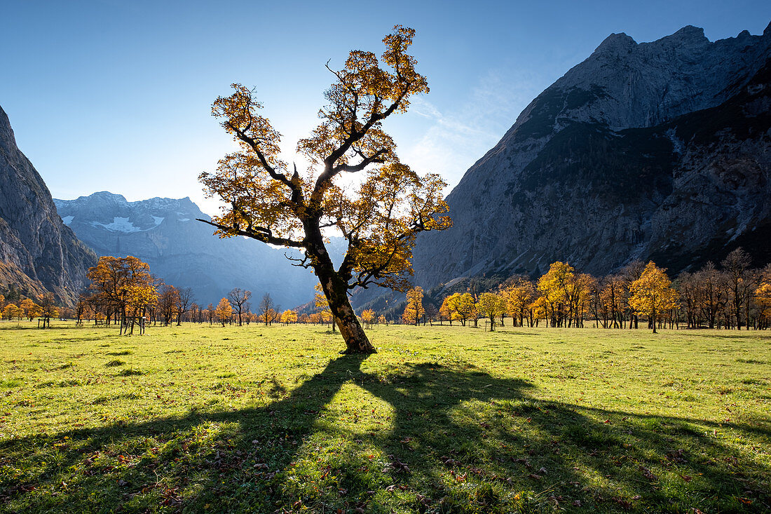 Ahornbaum im Ahornboden im Herbst, Hinterriß, Tirol, Österreich