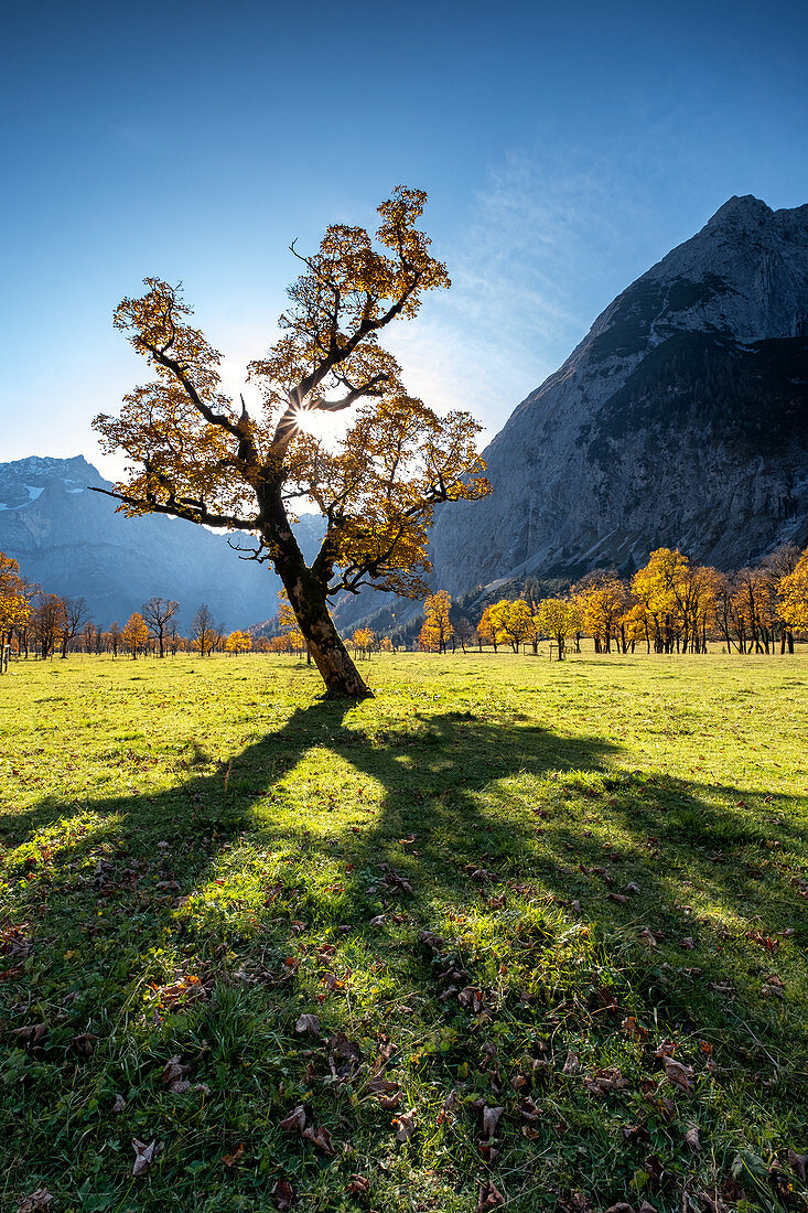 Maple tree in the Ahornboden in autumn, Hinteriss, Tirol, Austria