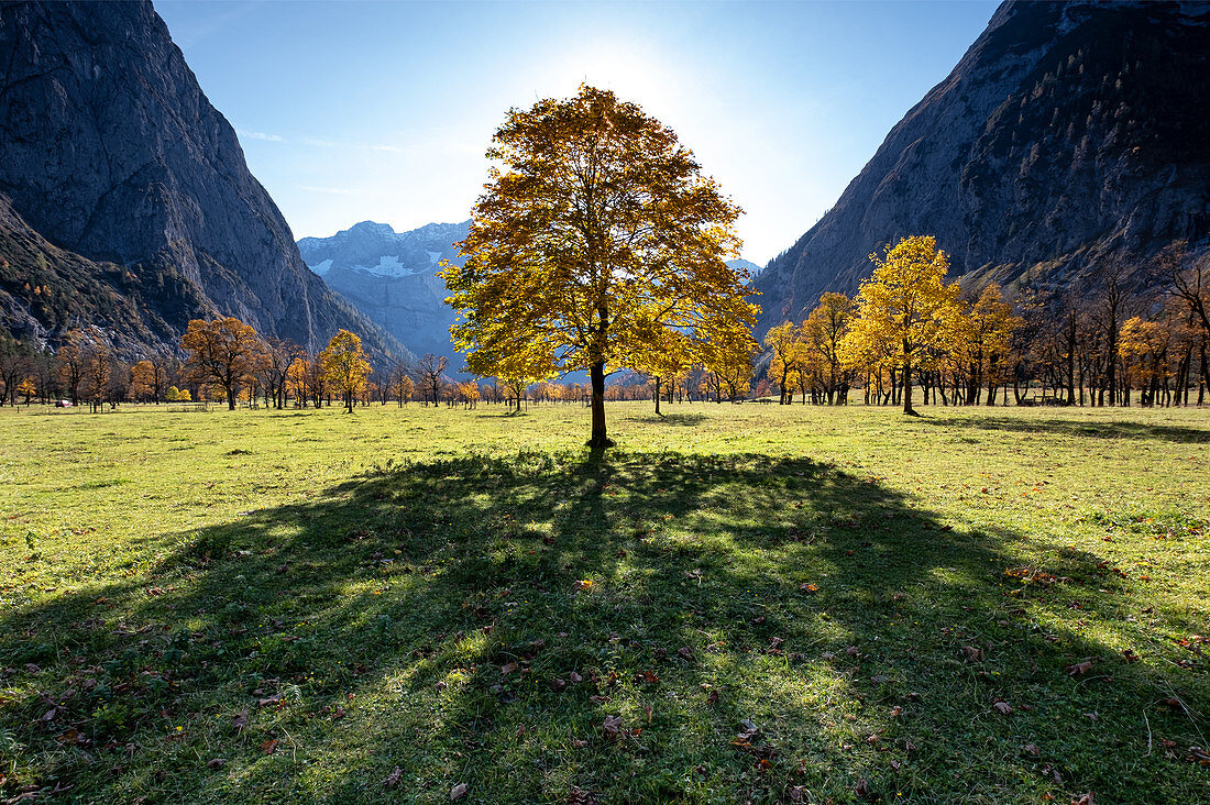 Ahornbaum im Ahornboden im Herbst, Hinterriß, Tirol, Österreich