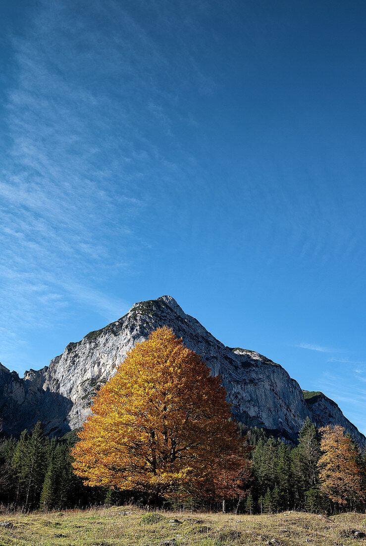 Karwendel Gebirge mit Buche in Herbstfarben im Vordergrund, Hinterriß, Tirol, Österreich
