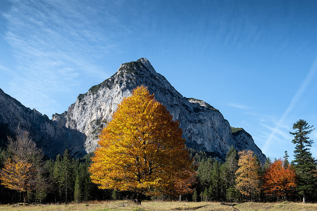 Karwendel mountains with beech in autumn colors in the foreground, Hinteriß, Tyrol, Austria