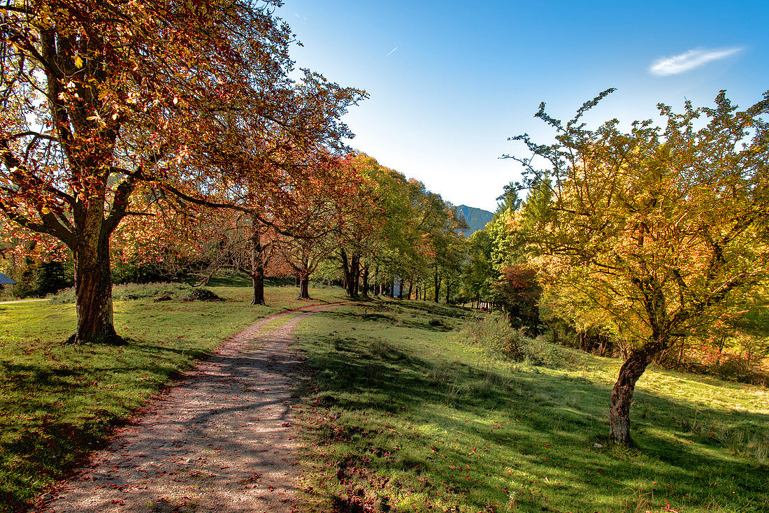 Kastanienallee on the trail from Wank in the direction of Partenkirchen