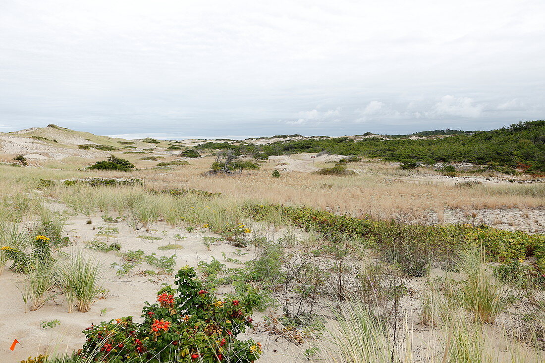 Dune Landscape, National Seashore, Cape Cod, Massachusetts, USA