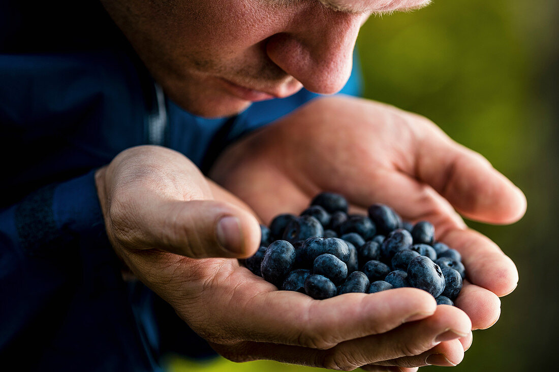 Man cupping and smelling fresh, ripe blueberries