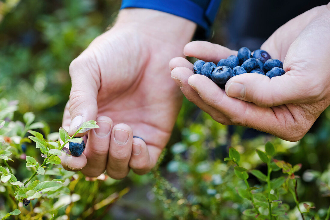 Hands picking fresh, ripe blueberries