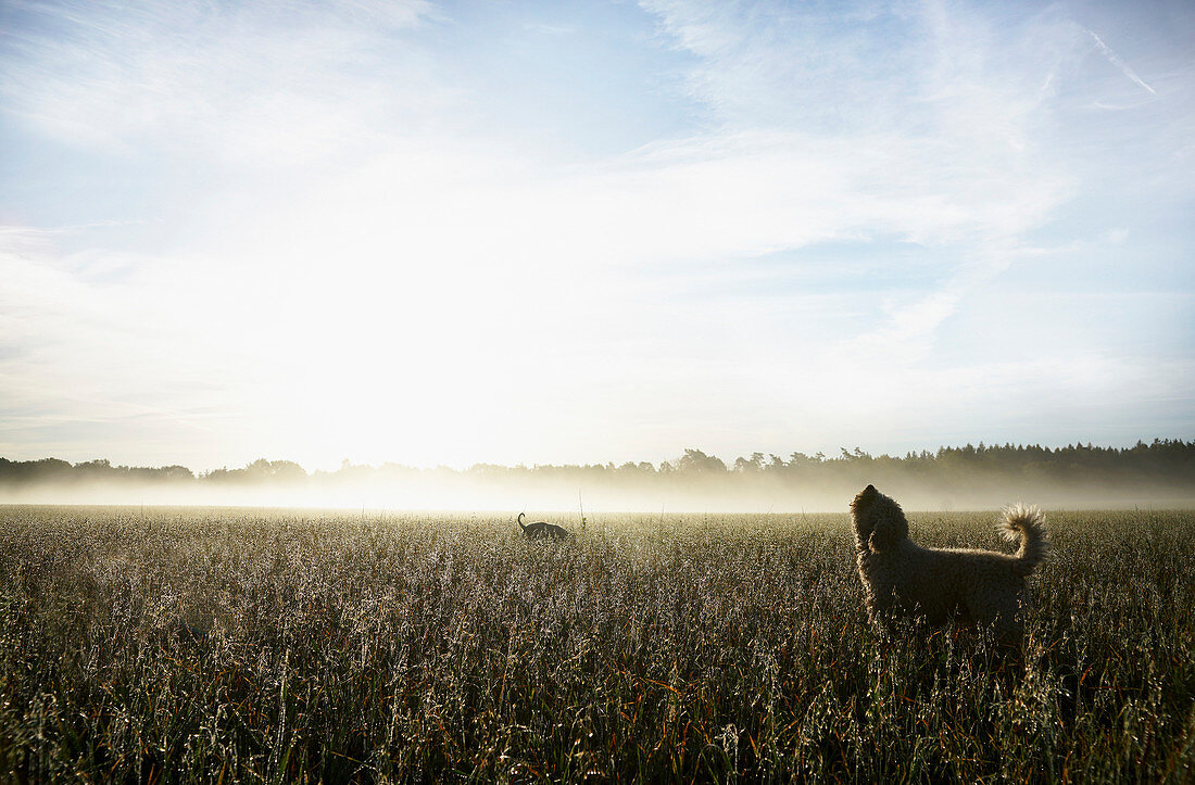 Spanish Water Dog howling in sunny rural field at dawn