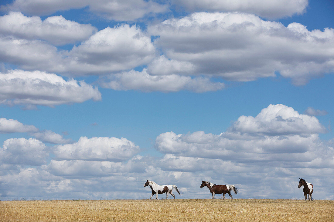 Brown and white horses in sunny rural field under blue sky with clouds
