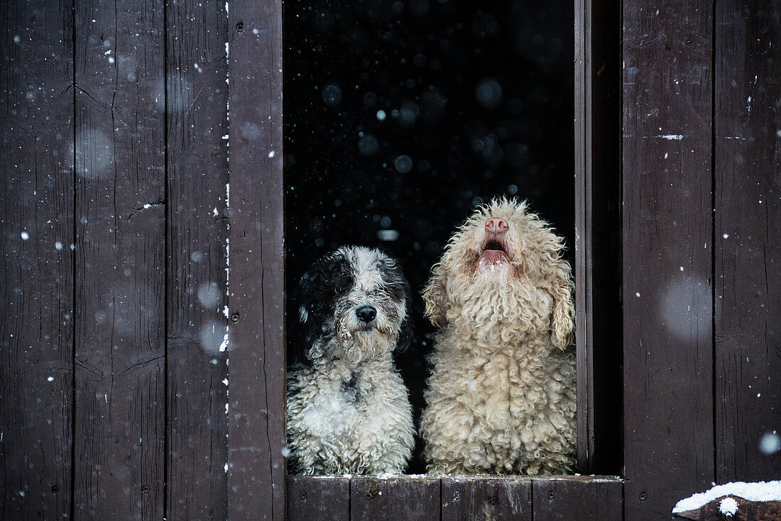 Spanish Water Dogs watching snow from barn doorway
