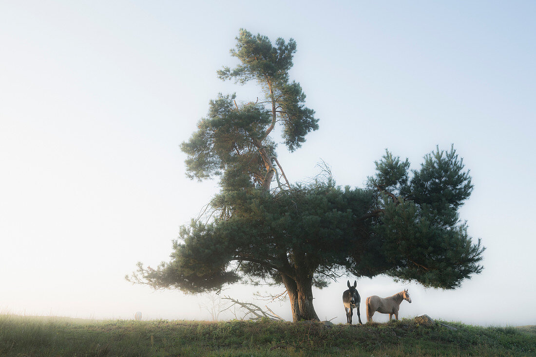 Donkey and horse standing under rural tree