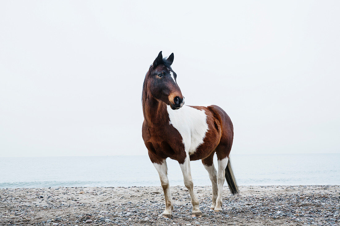 Brown and white horse standing on beach