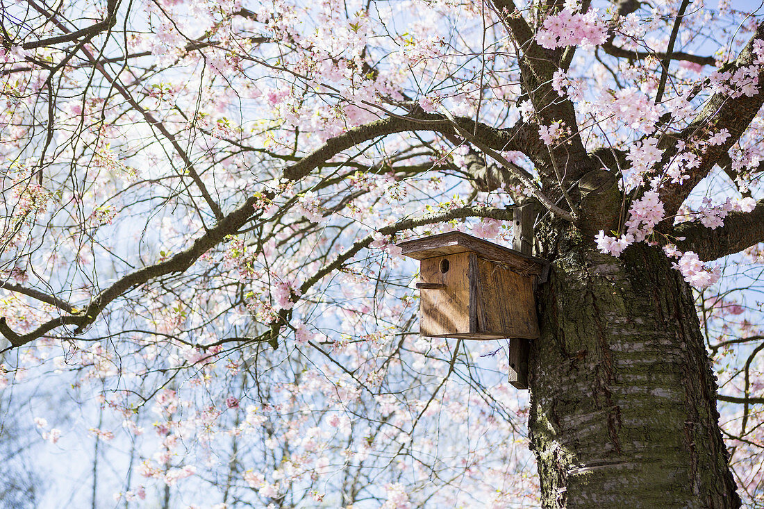 Birdhouse in idyllic spring cherry blossom tree