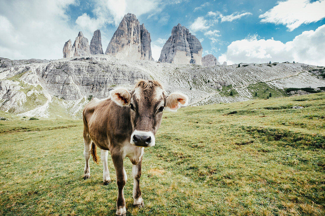 Portrait cow in green field below rugged mountains, Drei Zinnen Nature Park, South Tyrol, Italy
