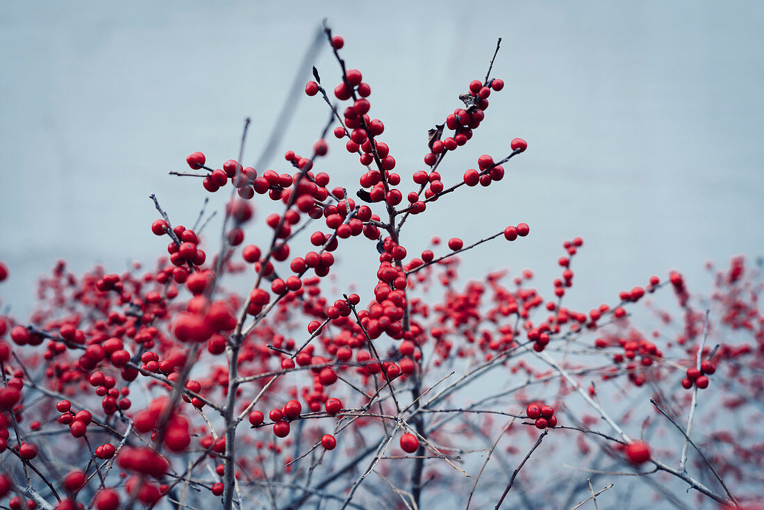 Red berries growing on winter plant
