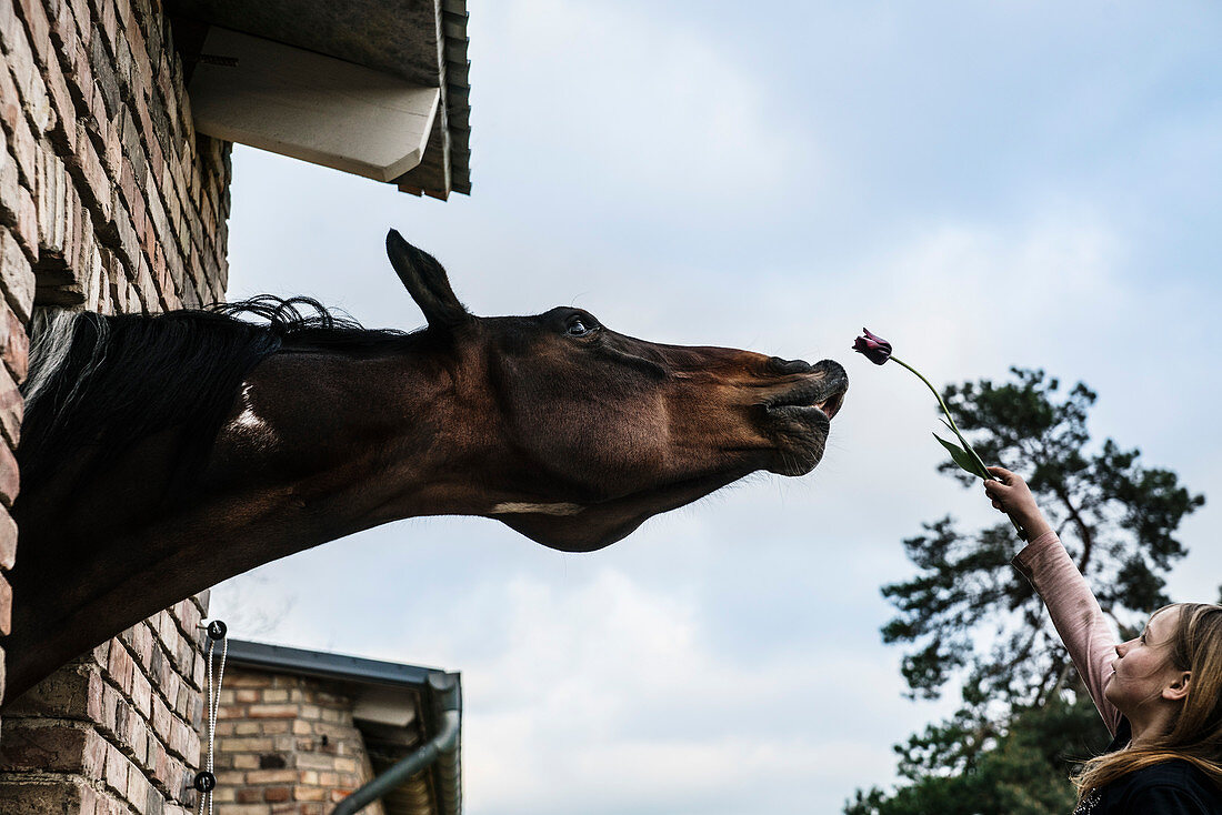 Girl showing tulip to curious horse leaning out barn window