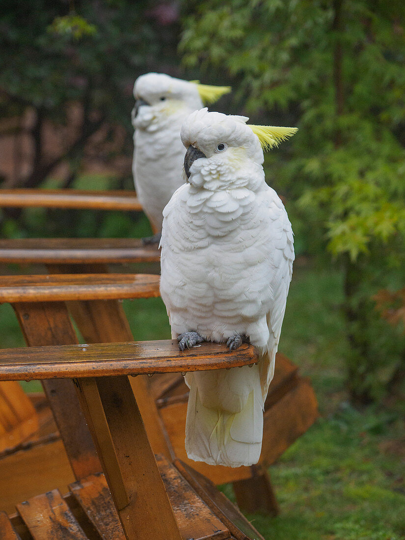 Cockatoos on wooden chairs in garden in Katoomba, Australia