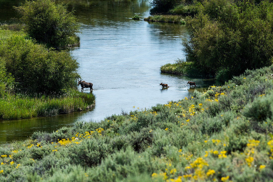 Moose crossing river in Picabo, Idaho, USA