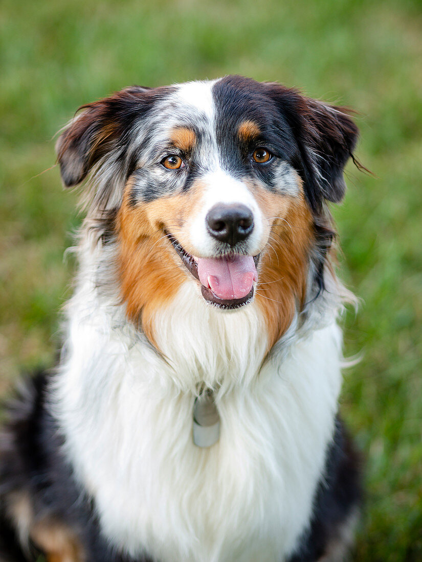 Portrait of Australian Shepherd dog