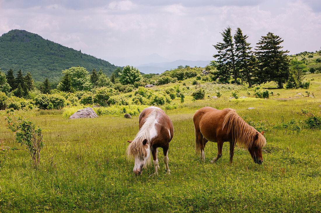 Wilde Ponys weiden im Mount Rogers National Recreation Area, USA