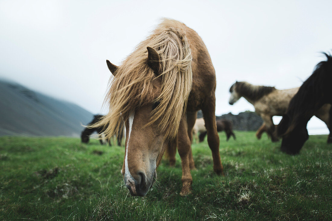 Brown horse grazing in Iceland