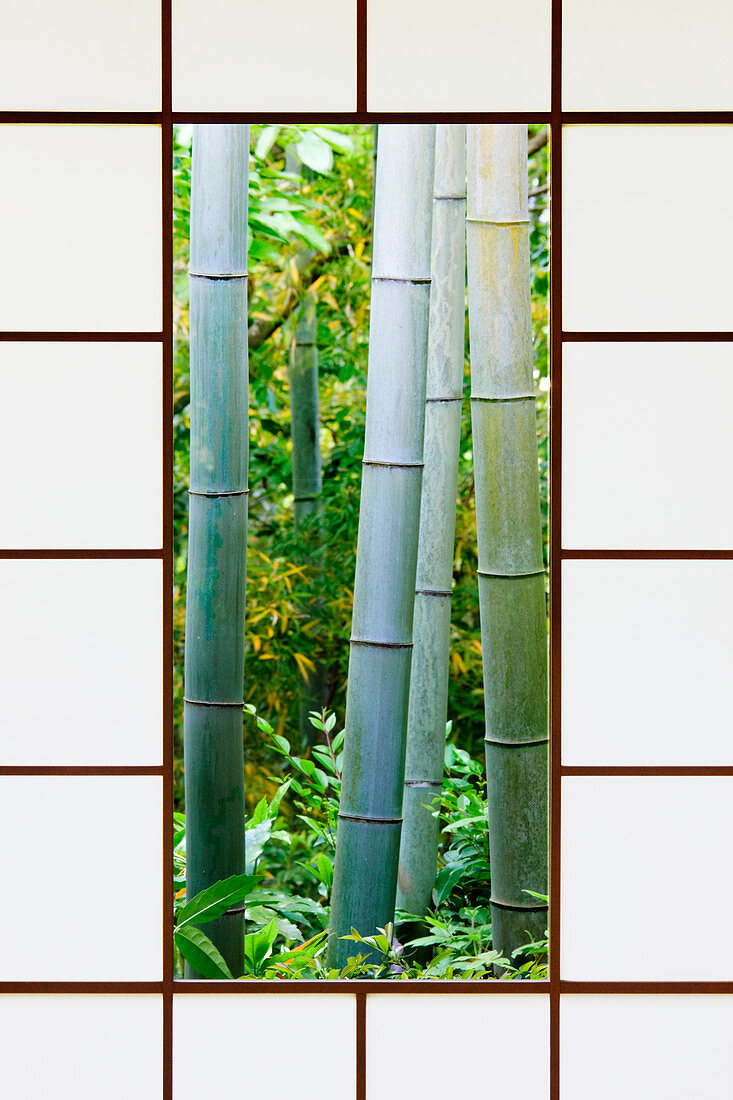 Bambuswald durch ein Reispapierfenster, Kyoto, Japan
