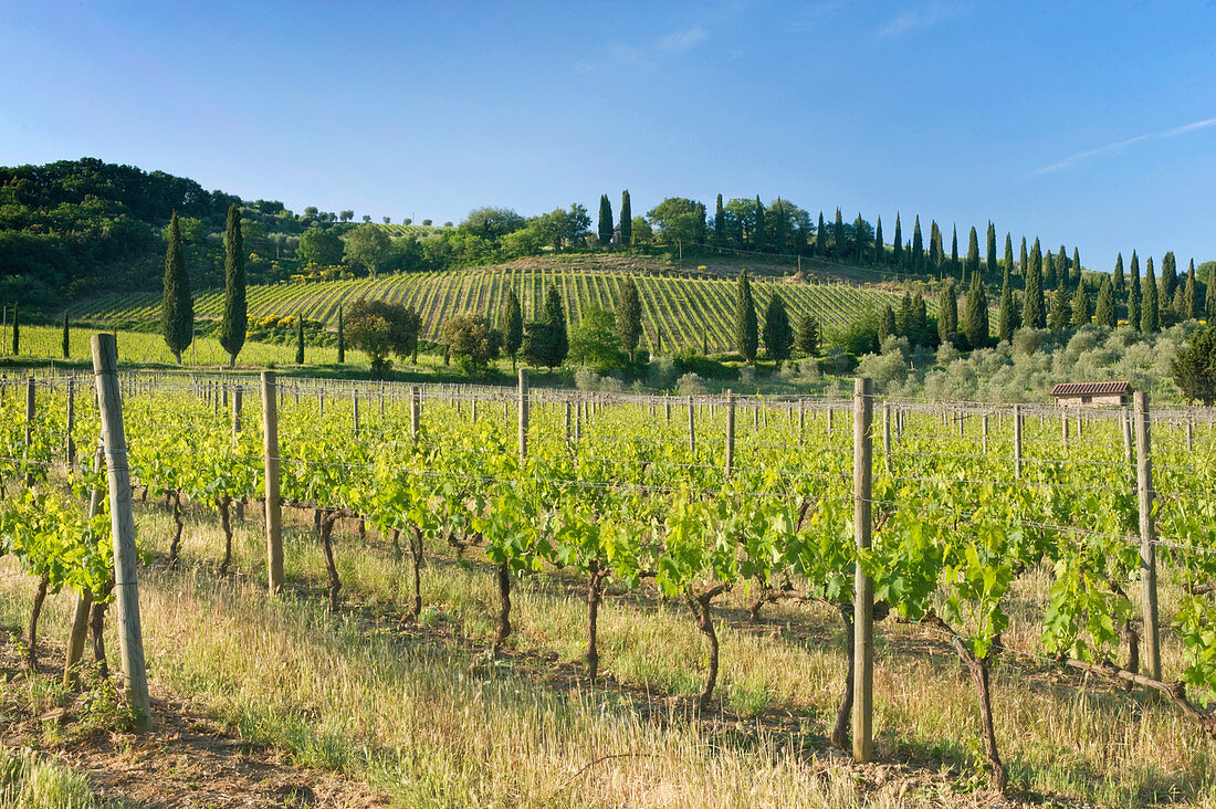 Beautiful Vineyard,Tuscany, Italy